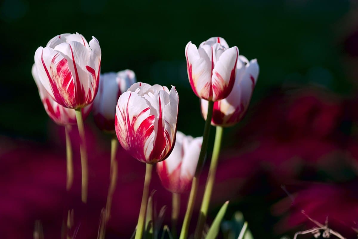 Tulpen giftig für Katzen: Vorsicht im Frühling! – go4vet