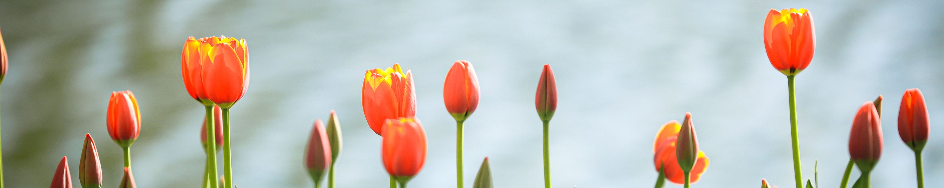 Tulpen giftig für Katzen: Vorsicht im Frühling!