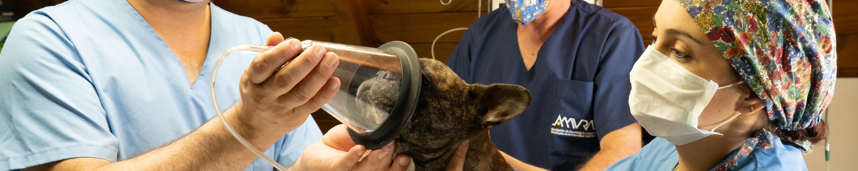 Tumor-OP beim Hund: Kosten, Mastzelltumor, Mammatumor und Versicherung 2026
