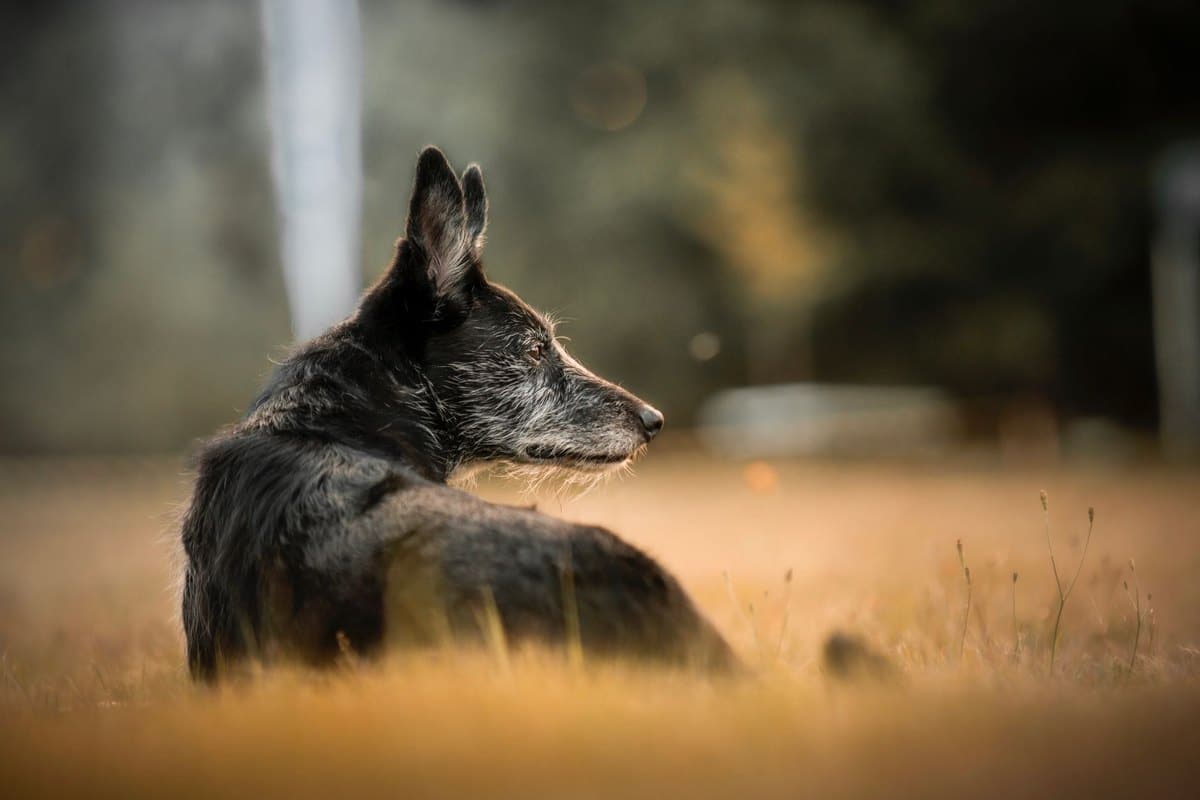 Tumorerkrankungen bei Hunden – go4vet