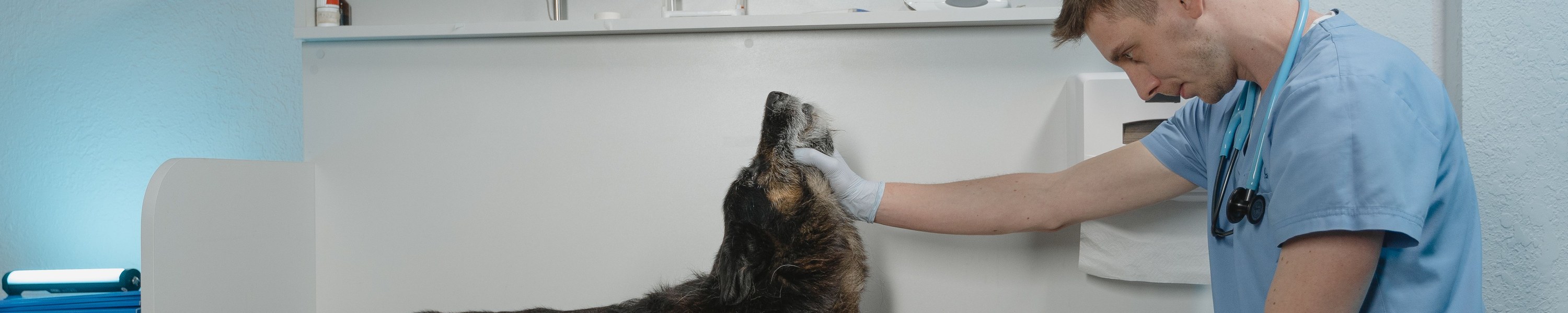 Tumorerkrankungen bei Hunden