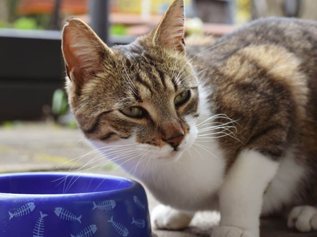 Übergewichtige Katze abnehmen lassen: ohne Lipidose-Risiko