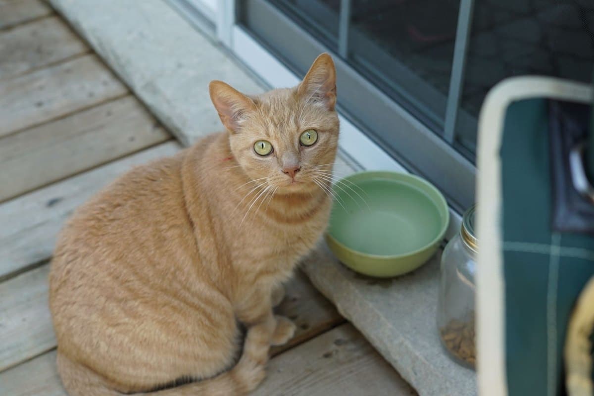Übergewichtige Katze abnehmen lassen: ohne Lipidose-Risiko – go4vet
