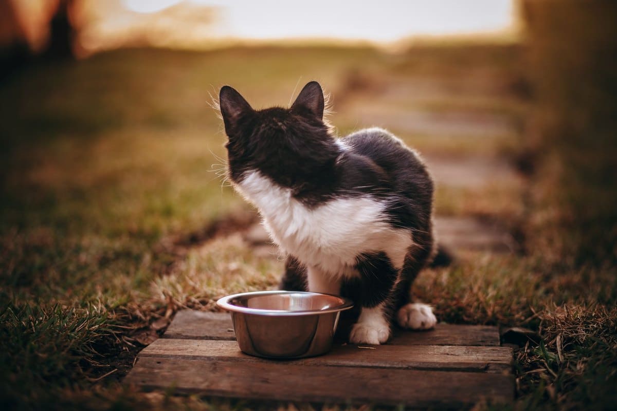 Übergewichtige Katze abnehmen lassen: ohne Lipidose-Risiko – go4vet