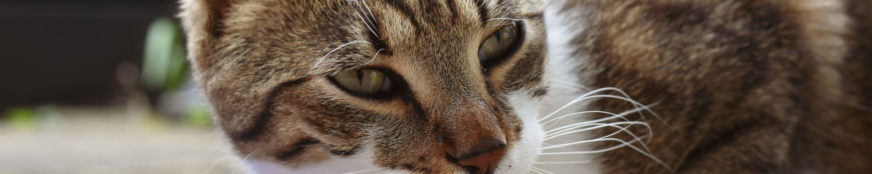 Übergewichtige Katze abnehmen lassen: ohne Lipidose-Risiko