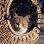 Umzug mit Katze stressfrei meistern