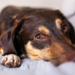 Unterkunft mit Hund: Hotel, Ferienwohnung, Camping