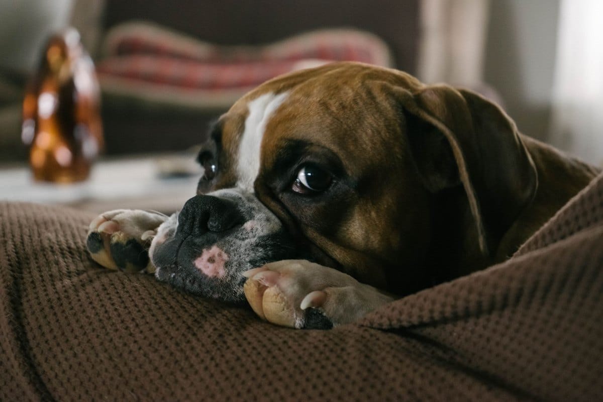 Unterkunft mit Hund: Hotel, Ferienwohnung, Camping – go4vet