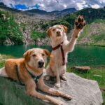 Urlaub am Bauernhof mit Hund in Österreich