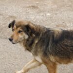Urlaub mit Hund in Albanien