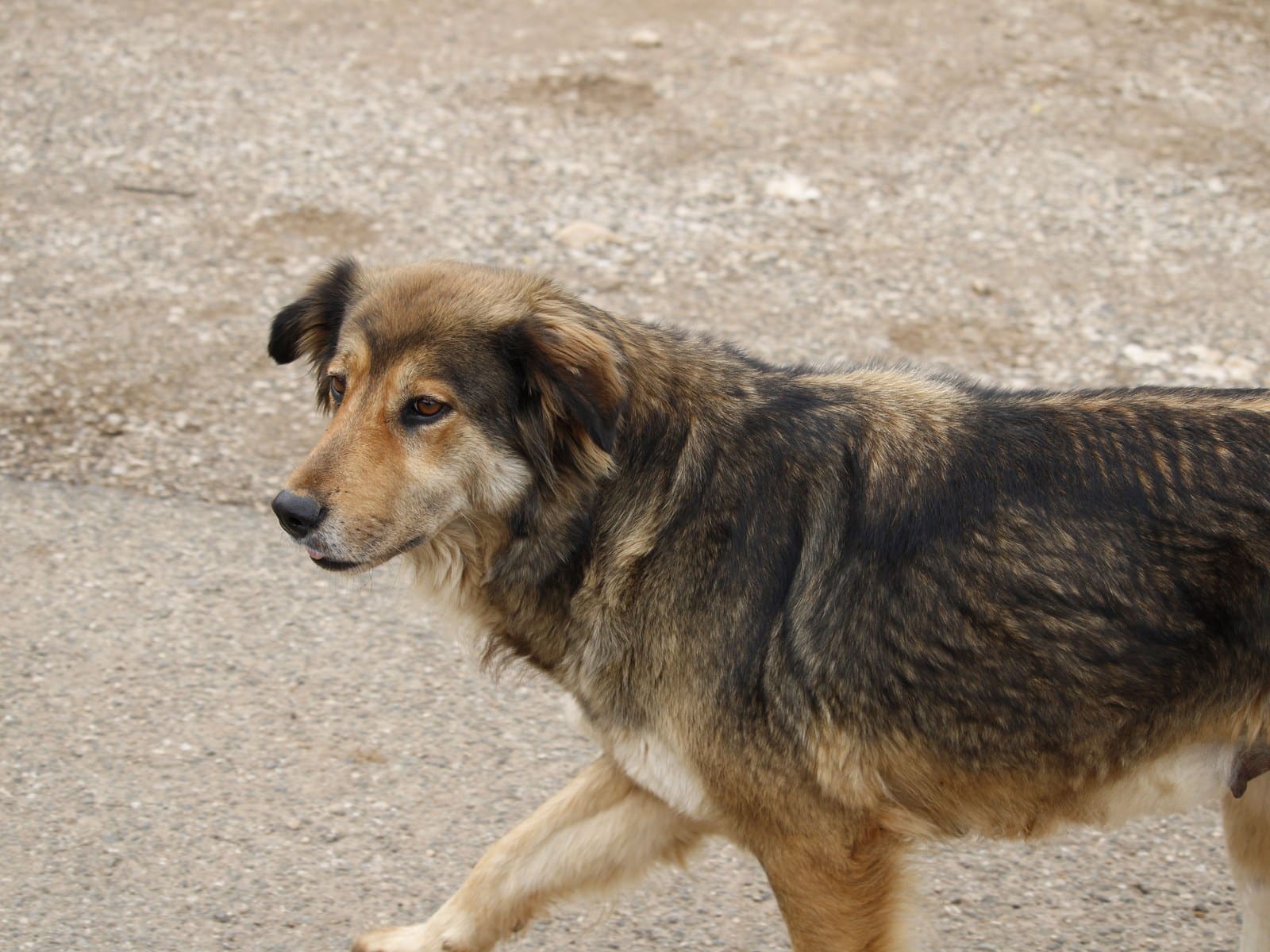 Urlaub mit Hund in Albanien