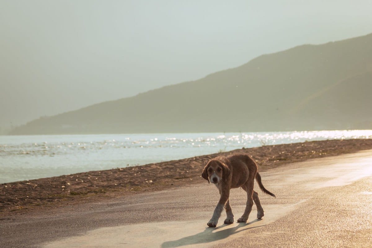 Urlaub mit Hund in Albanien – go4vet
