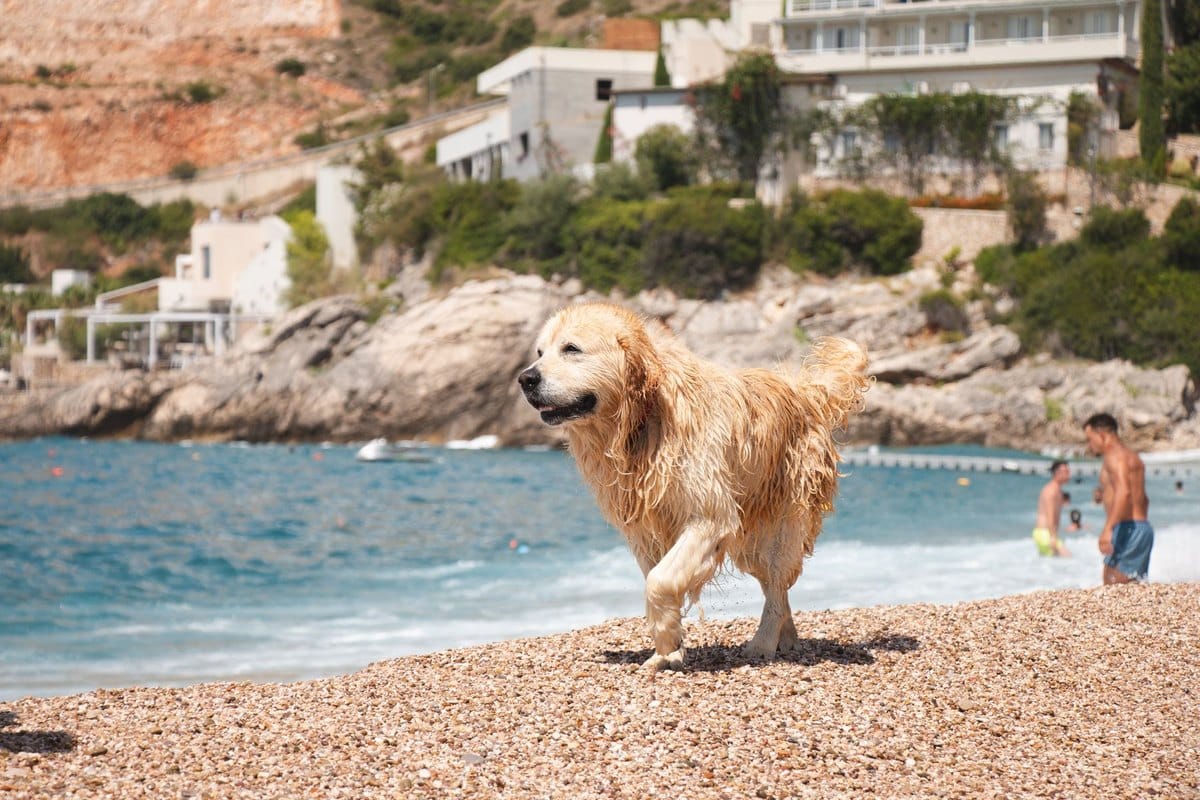 Urlaub mit Hund in Albanien – go4vet