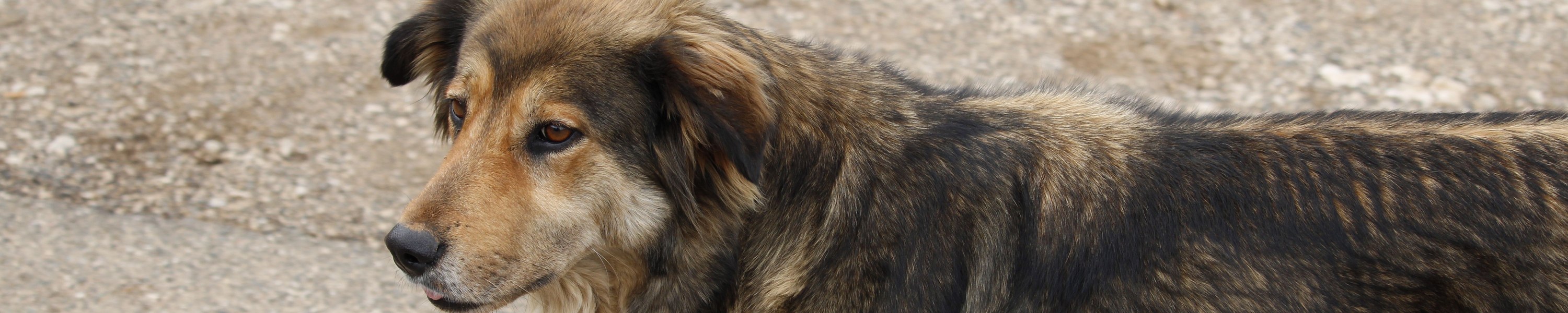 Urlaub mit Hund in Albanien