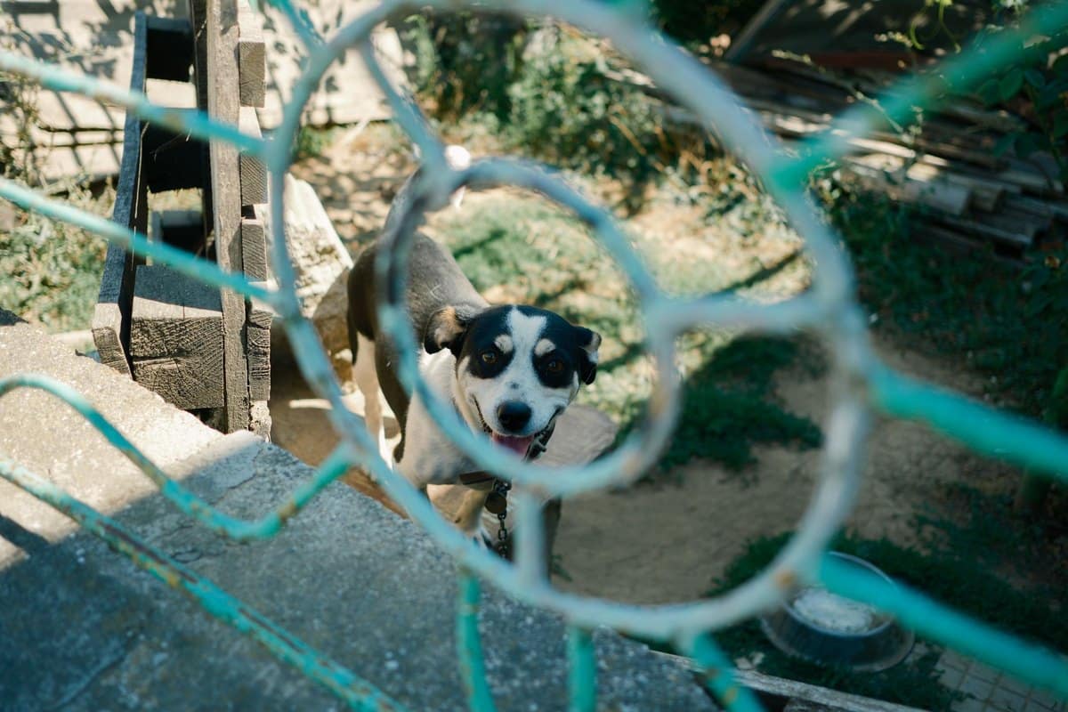 Urlaub mit Hund in Bulgarien – go4vet
