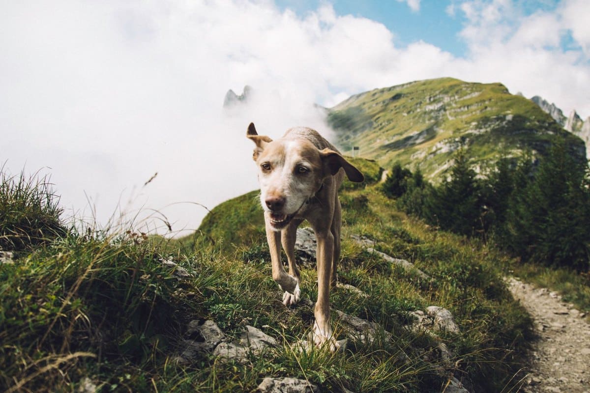 Urlaub mit Hund in Dänemark – go4vet
