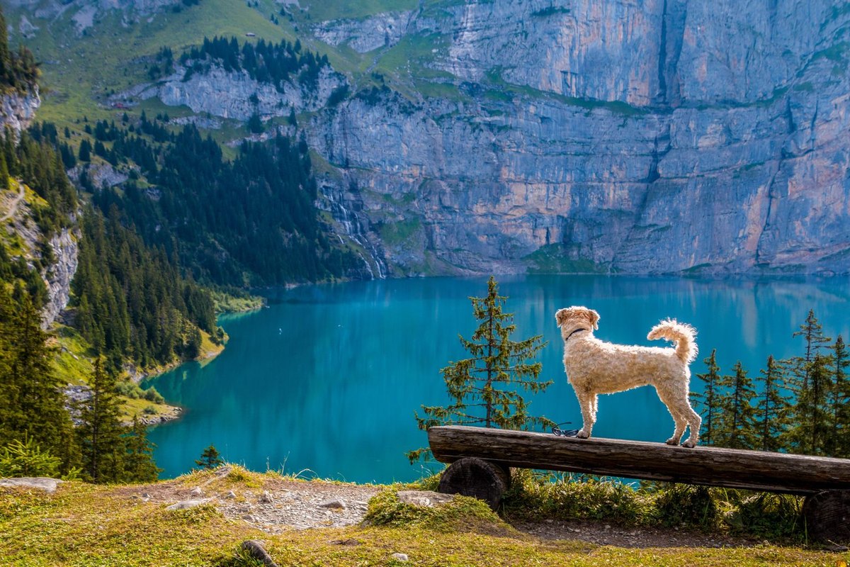 Urlaub mit Hund in Dänemark – go4vet