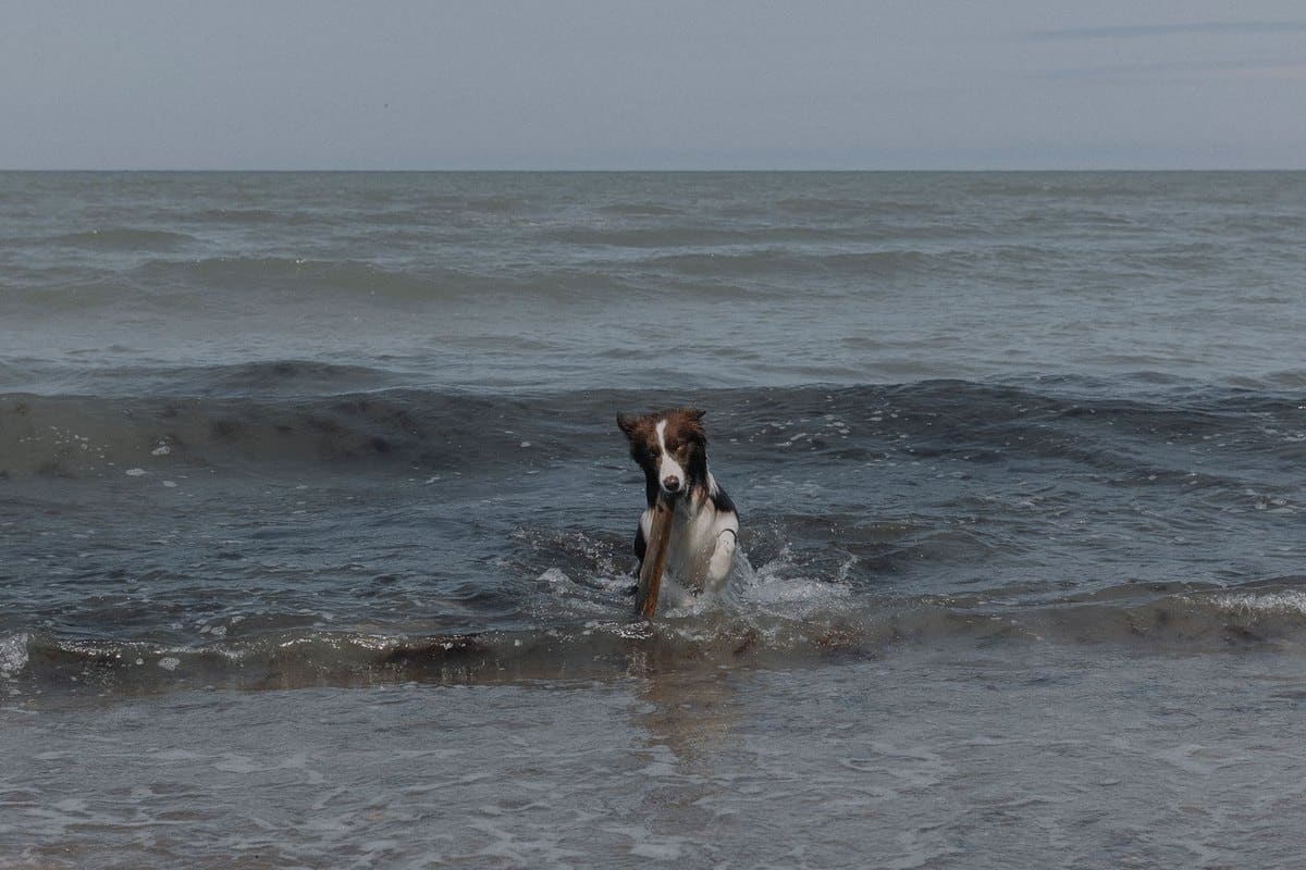 Urlaub mit Hund in Deutschland: Nordsee, Ostsee und mehr – go4vet