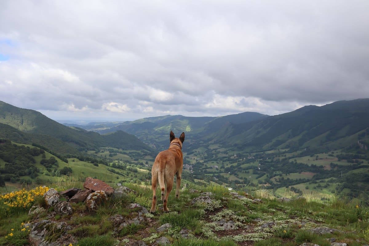 Urlaub mit Hund in Finnland – go4vet