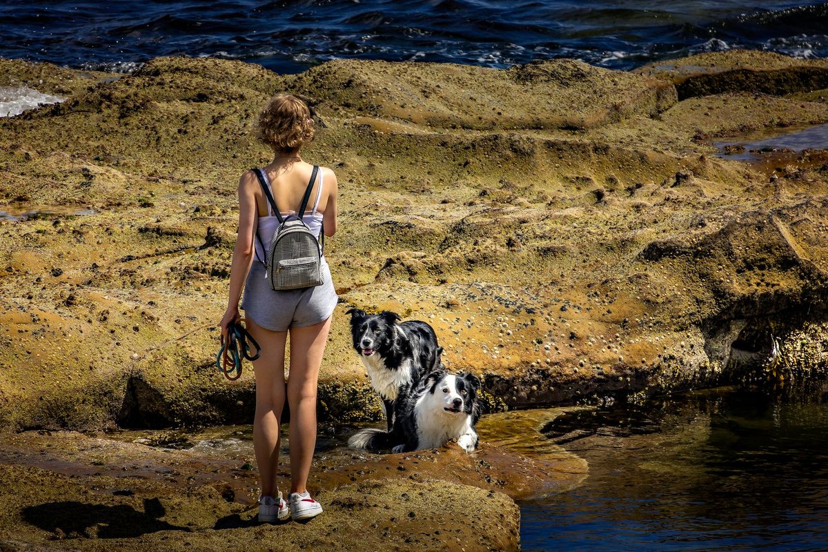 Urlaub mit Hund in Finnland – go4vet