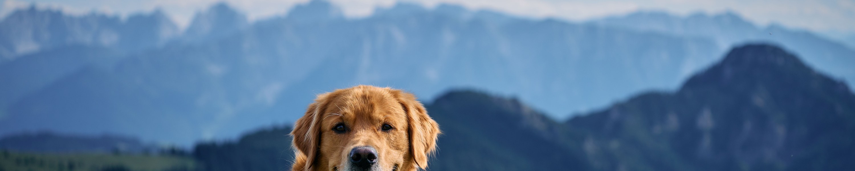 Urlaub mit Hund in Finnland
