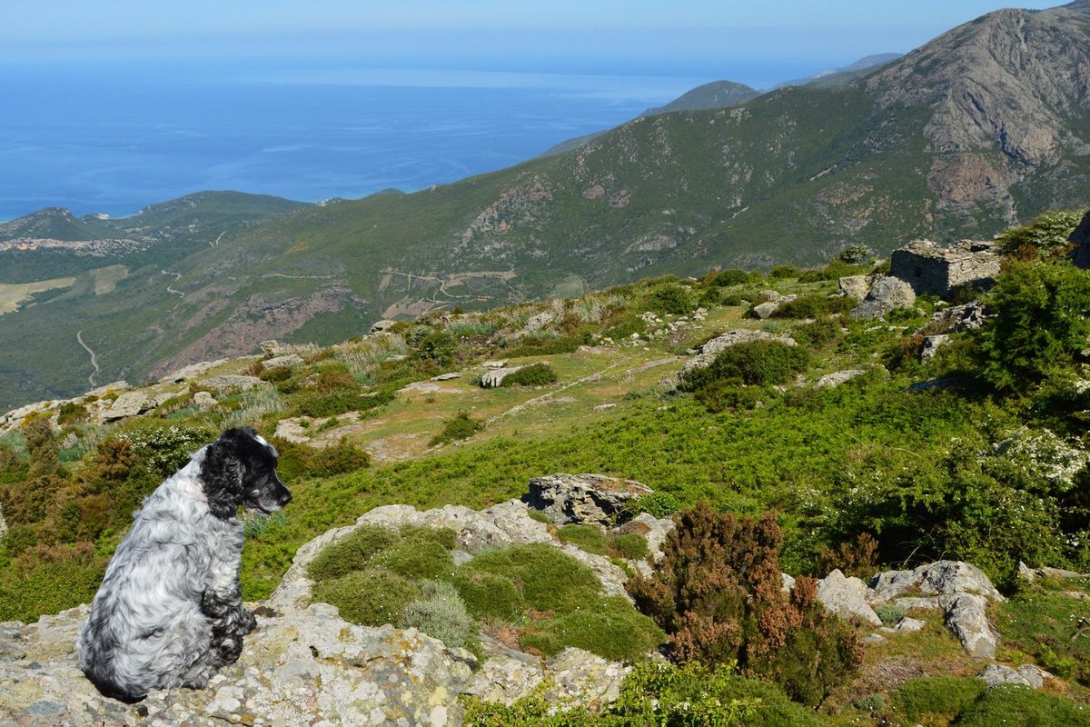 Urlaub mit Hund in Frankreich – go4vet