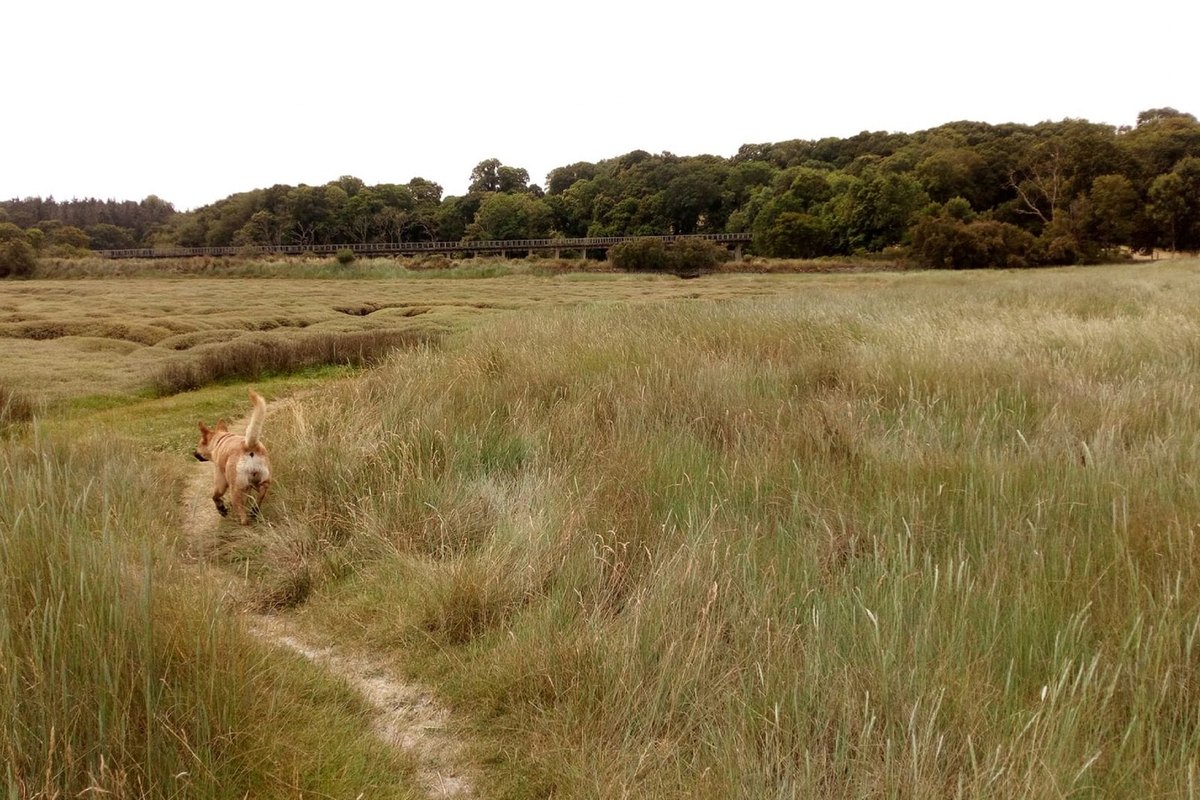 Urlaub mit Hund in Frankreich – go4vet