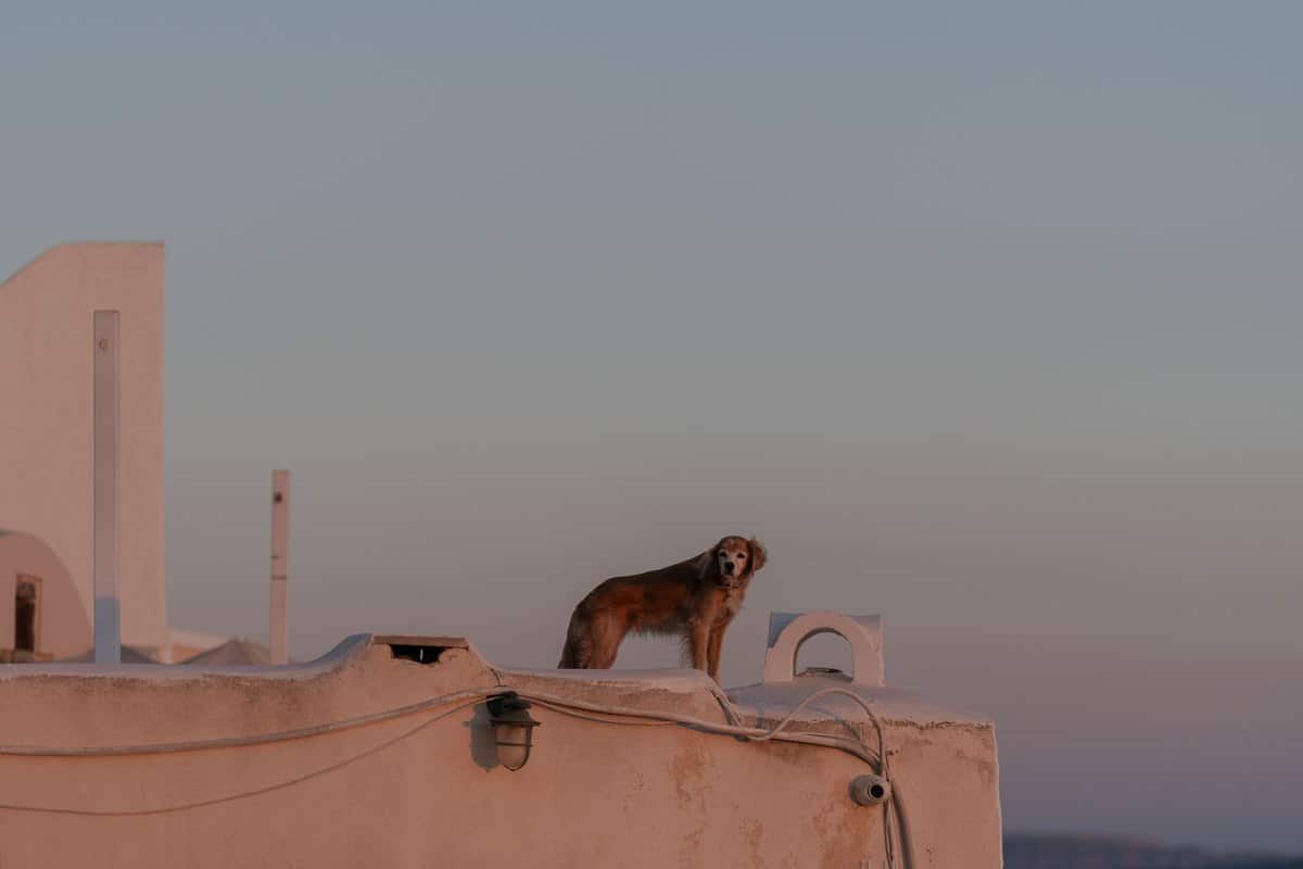 Urlaub mit Hund in Griechenland – go4vet