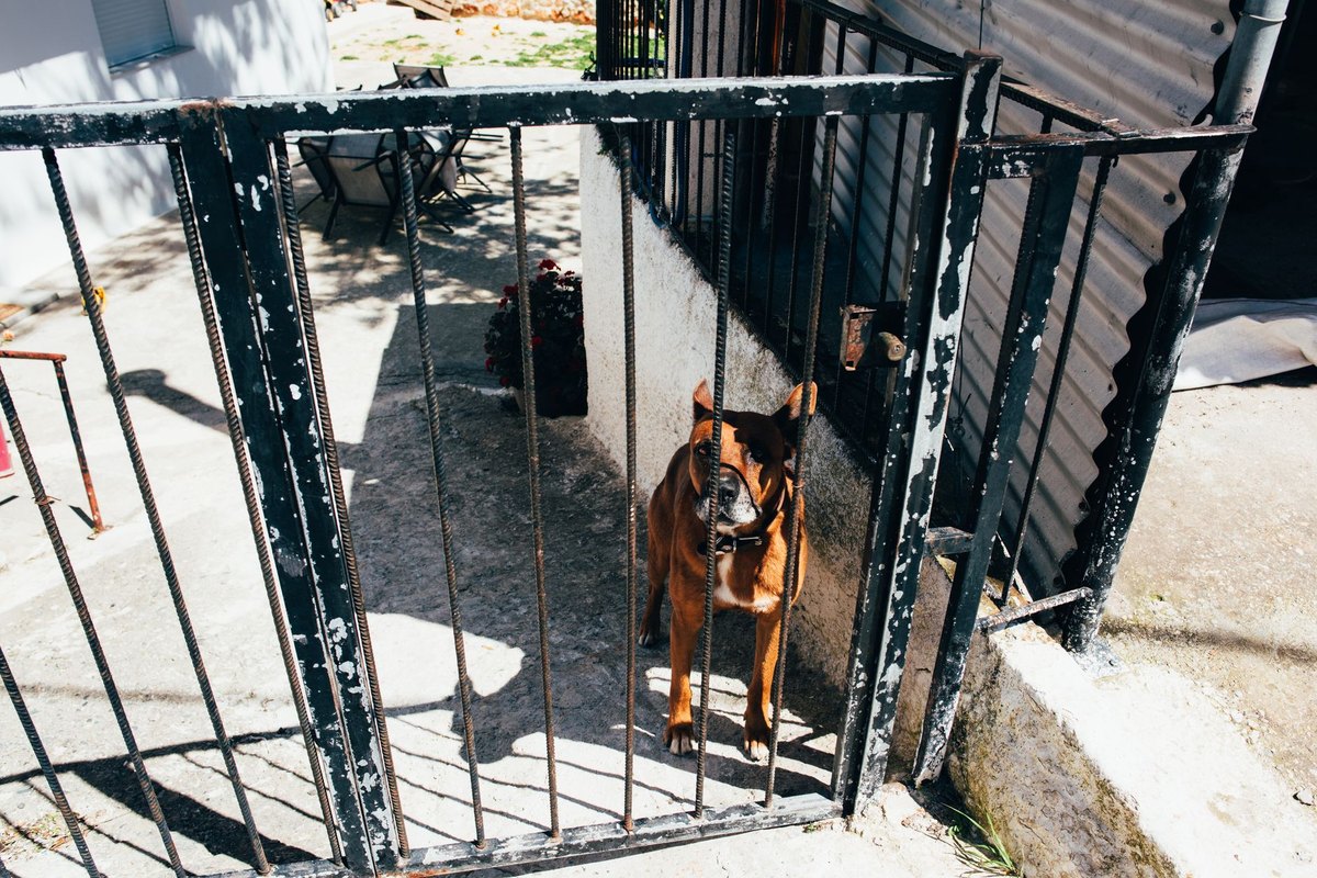 Urlaub mit Hund in Griechenland – go4vet
