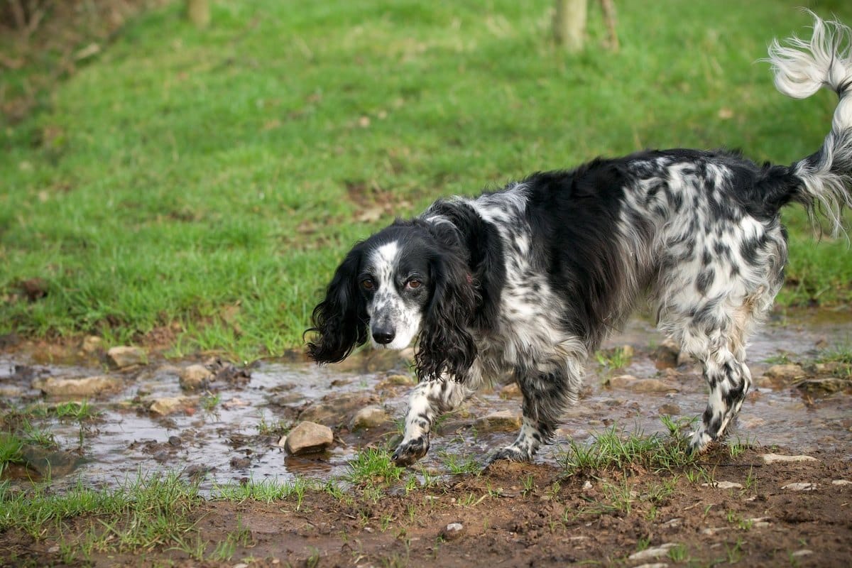 Urlaub mit Hund in Grossbritannien – go4vet