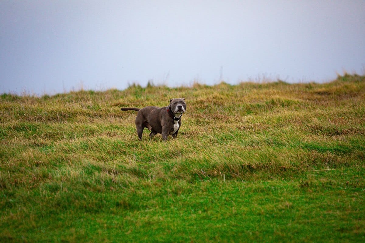 Urlaub mit Hund in Grossbritannien – go4vet