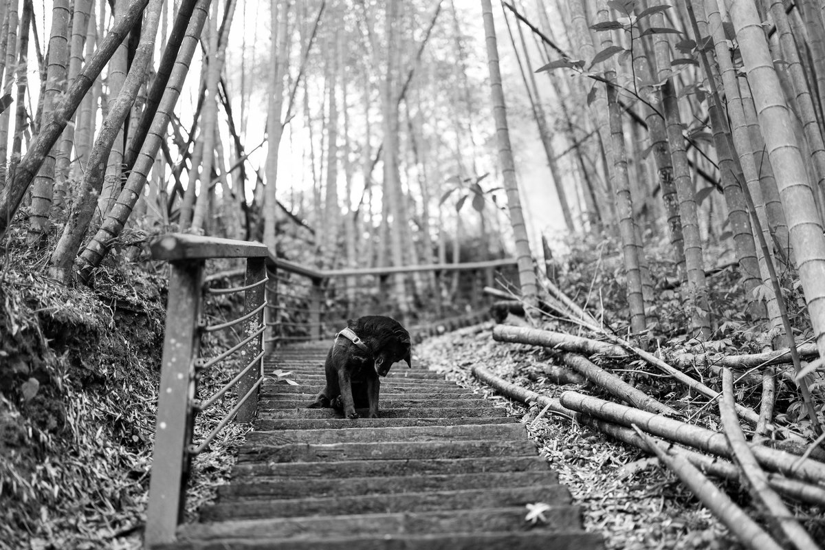 Urlaub mit Hund in Irland – go4vet