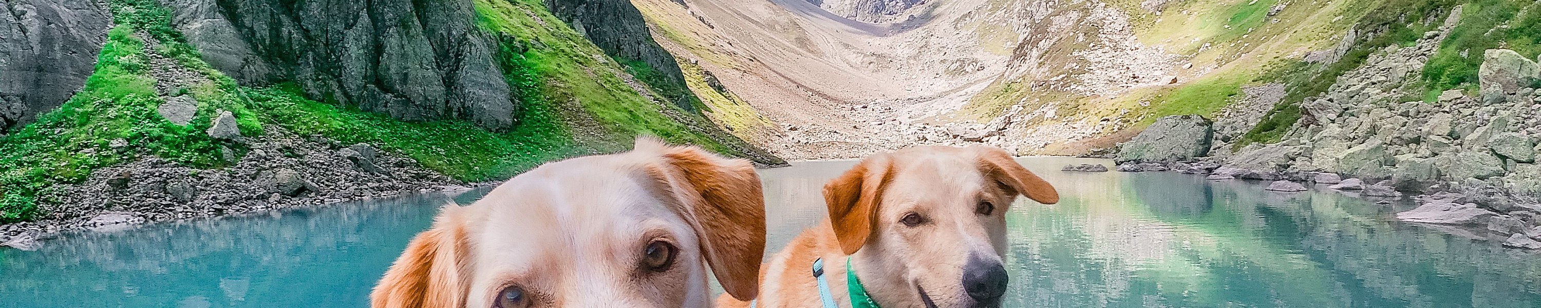 Urlaub mit Hund in Irland