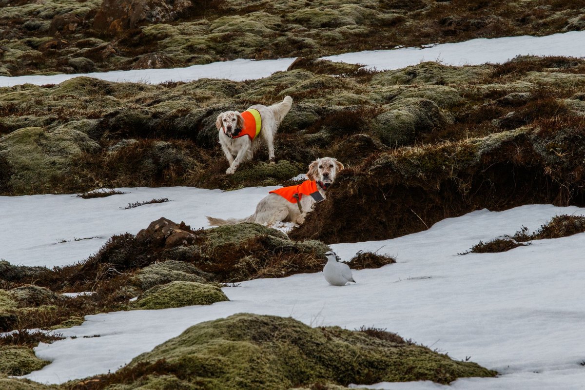 Mit Hund nach Island: strenge Einreise und Quarantäne – go4vet