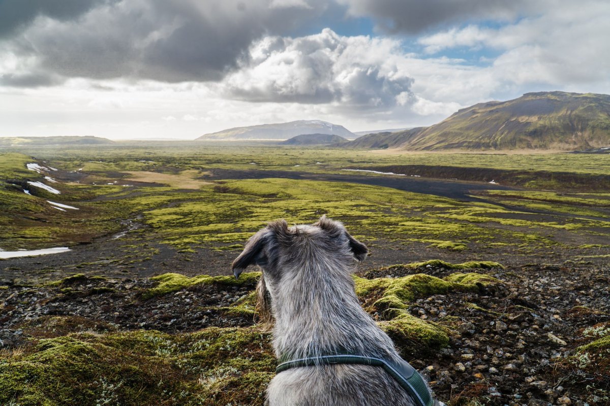 Mit Hund nach Island: strenge Einreise und Quarantäne – go4vet