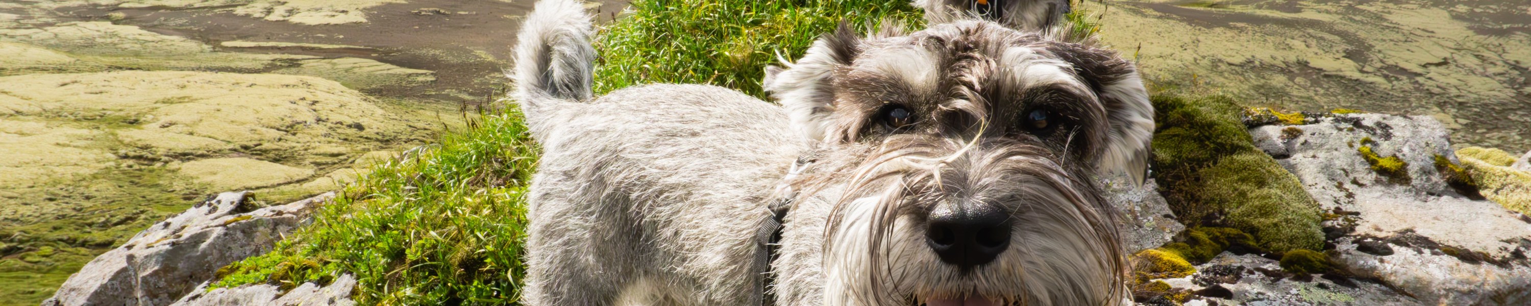 Mit Hund nach Island: strenge Einreise und Quarantäne