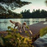 Mit Hund nach Istrien: Kroatiens hundefreundliche Halbinsel