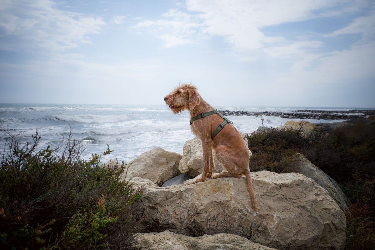 Urlaub mit Hund in Italien: Regeln, Strände und Unterkünfte – go4vet