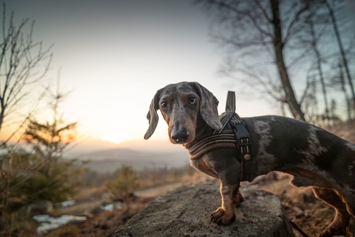 Urlaub mit Hund in Niederösterreich: Wachau, Waldviertel und – go4vet