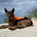 Mit Hund an Nord- und Ostsee