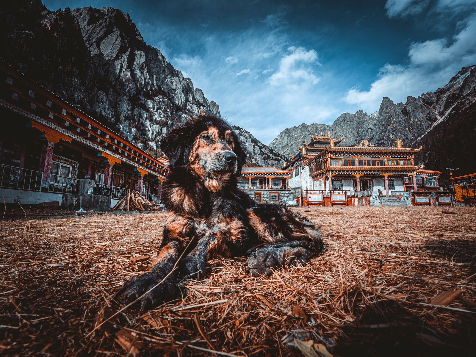 Urlaub mit Hund in Norwegen