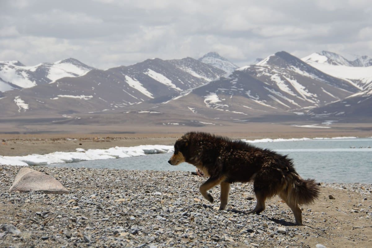 Urlaub mit Hund in Norwegen – go4vet