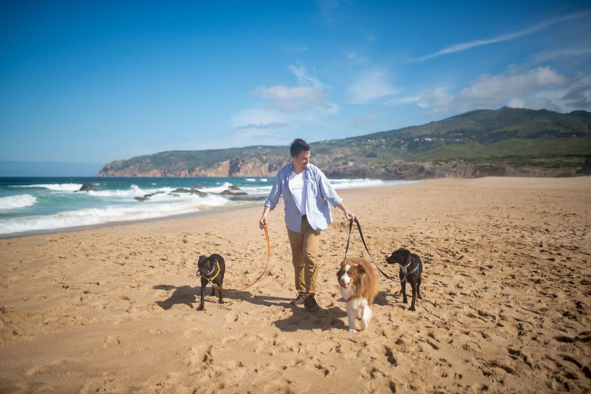 Urlaub mit Hund in Norwegen – go4vet