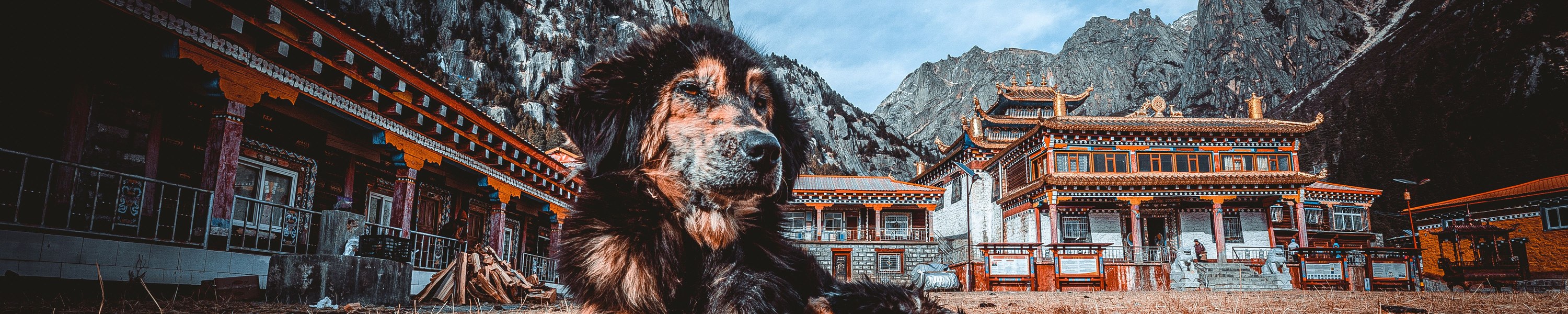 Urlaub mit Hund in Norwegen