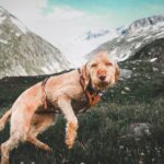 Urlaub mit Hund in Polen