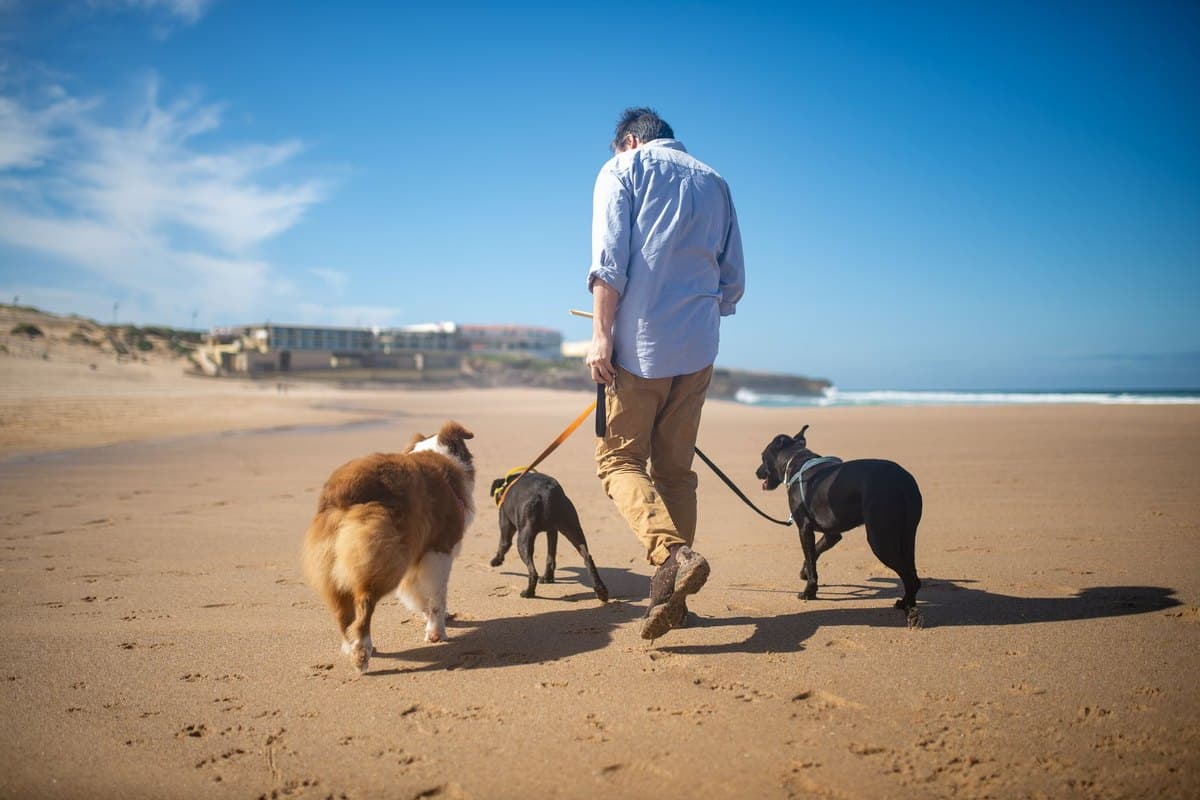 Urlaub mit Hund in Portugal – go4vet