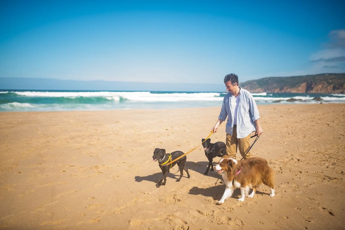 Urlaub mit Hund in Portugal – go4vet