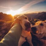 Urlaub mit Hund in Schweden