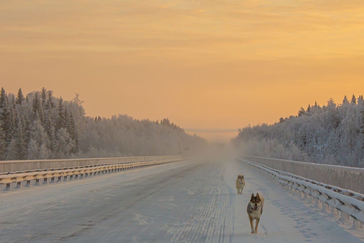 Urlaub mit Hund in Schweden – go4vet