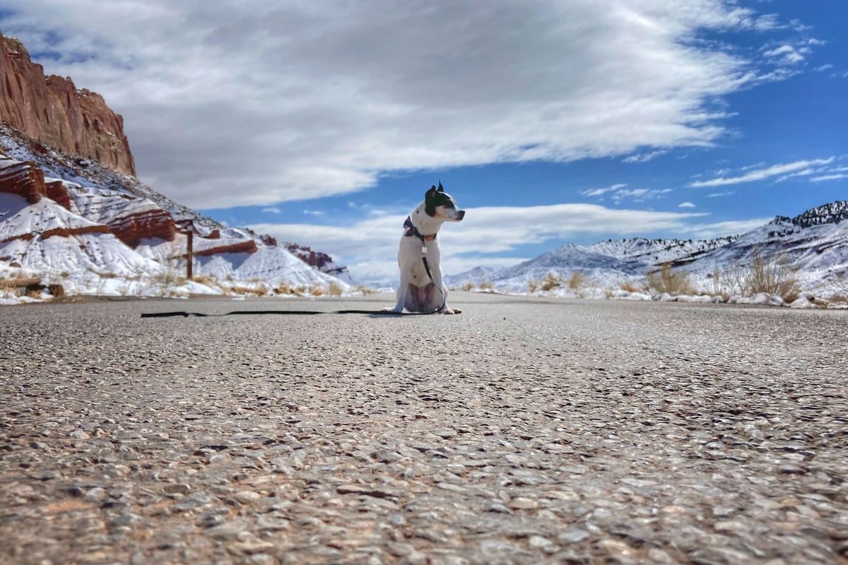 Urlaub mit Hund in Schweden – go4vet